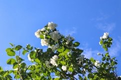 Beautiful background of flowering trees Product Image 1
