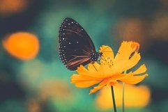 35 Flowering Spring Lightroom Presets Product Image 4