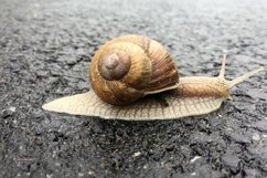 Big garden snail in shell crawling on wet road hurry home Product Image 7