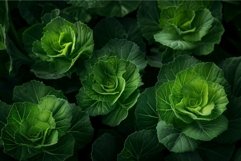 Vibrant closeup of fresh green cabbages growing tightly in a Product Image 1