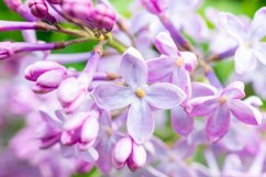 Spring branch blossoming lilac Product Image 1