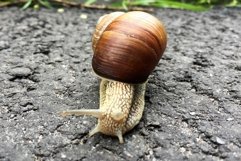 Big garden snail in shell crawling on wet road hurry home Product Image 10