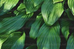 Green large leaves hosts Product Image 1