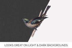 Bird Clipart Tanager Product Image 2