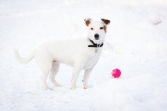 Jack Russell Terrier Product Image 1
