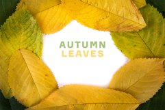 Autumn Leaves template frame bundle Product Image 1