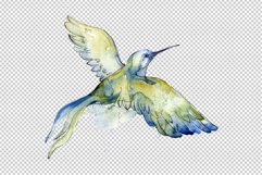 Colibri Small bird Watercolor png Product Image 3