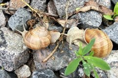 Big garden snail in shell crawling on wet road hurry home Product Image 20