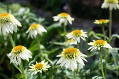 Stock Photo - Bright flower close-up on a summer day Product Image 1