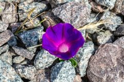 Fine wild growing flower on background meadow Product Image 1