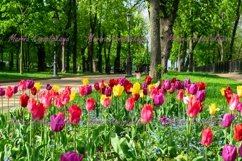 Pink tulip, spring nature Product Image 1
