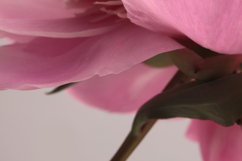 Soft focus cream beige, pink Peony Flower Product Image 1