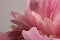Close-up Soft focus cream beige, pink Peony Flower petal. Product Image 1