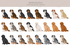 Bernedoodle dog mix Product Image 3