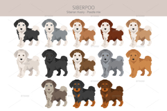 Siberpoo Siberian Husky Poodle mix Product Image 4