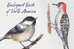 Backyard Birds of North America Product Image 4