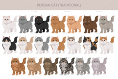 Persian cat. Traditional type Product Image 4