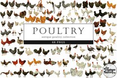 Poultry Vintage Animal illustration Clip Art, Clipart Product Image 1