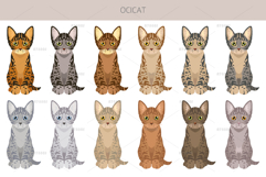 Ocicat clipart Product Image 4