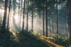 Sun-Drenched Morning Forest Background Product Image 1
