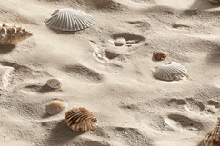 Seashells on Sandy Beach Background Product Image 1