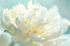 Soft White Peony Botanical Illustration Background Product Image 1