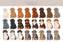 Vizsladoodle. Vizsla Poodle mix Product Image 3