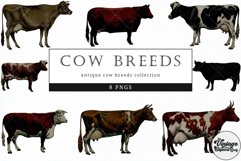 Cow Breeds Vintage Animal illustration Clip Art, Clipart Product Image 1