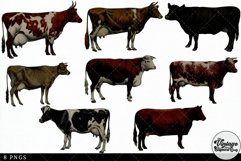 Cow Breeds Vintage Animal illustration Clip Art, Clipart Product Image 2