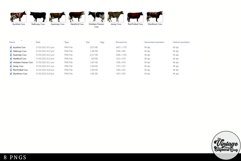 Cow Breeds Vintage Animal illustration Clip Art, Clipart Product Image 3