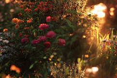 Sun-Drenched Summer Flower Garden Background Product Image 1