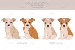 Portuguese Podengo Pequeno clipart Product Image 3