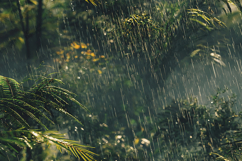 Tropical Rainforest Foliage in Atmospheric Rain Background Product Image 1