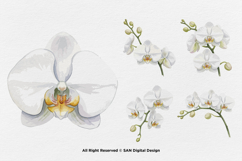 15 Bundle Watercolor Orchid Flower Blossom Botanical Product Image 5