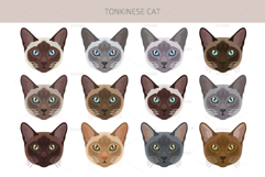 Tonkinese cat clip art Product Image 4
