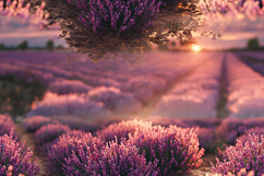 Surreal Lavender Field Sunset Landscape Background Product Image 1