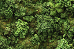 Aerial Lush Jungle Canopy Forest Background Product Image 1