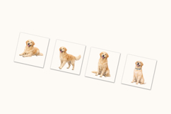 Labrador Clipart Collection - 20 PNGs Product Image 5
