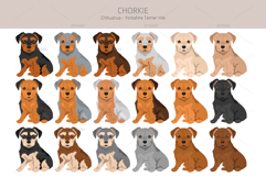 Chorkie, Chihuahua Yorkie mix Product Image 4