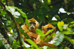 Golden Monkeys in Lush Rainforest Canopy Product Image 1