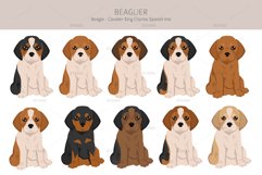 Beaglier-Beagle Cavalier Spaniel mix Product Image 4