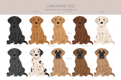 Labradane. Labrador/Great Dane mix Product Image 4