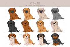 Pugalier Cavapug dog mix Product Image 4