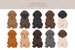 Newfypoo Newfoundland/Poodle mix Product Image 4