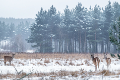 Three deer standing in a snowy field with trees Product Image 1