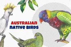 Australian native birds watercolor Product Image 5
