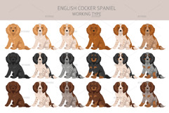 English Cocker Spaniel working-type Product Image 4