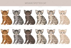 Mojave Spotted cat Product Image 4