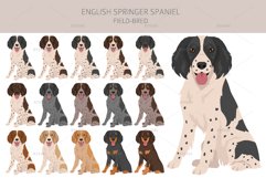 English Springer Spaniel field-bred Product Image 4