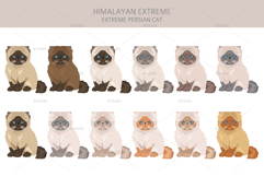 Himalayan Persian. Extreme type Product Image 4